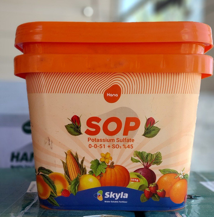 سولو پتاس sop